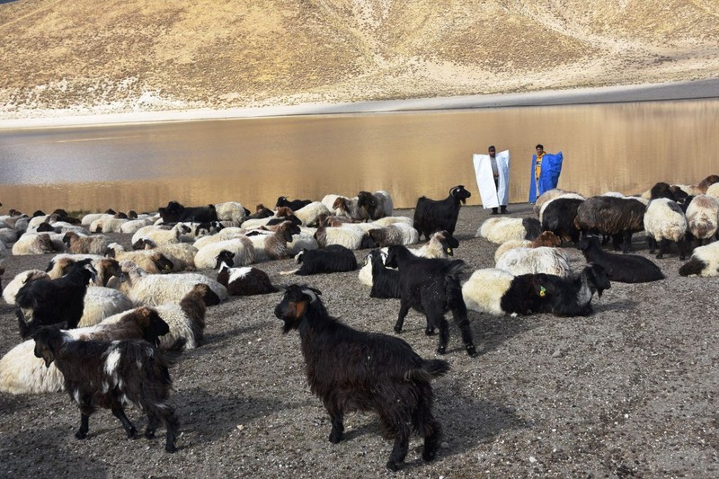 Yerden 2250 metre yüksekteki Kalp Gölü'nün etrafına toplanıp su içtiler... Nemrut Dağı'nın o görüntüsü kartpostallık görüntüler oluşturdu - Resim: 6