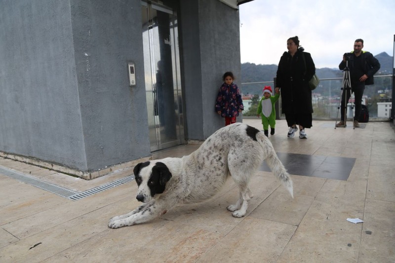 Artvin'de şehrin ortasındaki 50 metrelik devasa asansörü görenler başta anlam veremedi. Nedenini öğrenince hak verdiler. Sokak köpekleri bile kullanıyor - Resim: 5