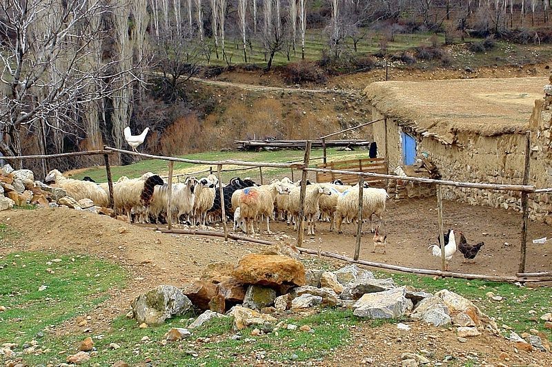 Iğdır'da 100'lerce koyunun olduğu ahırdan çobanın bağırma sesi geldi. Köylüler içeri girince resmen korkunç manzarayı gördü - Resim: 4