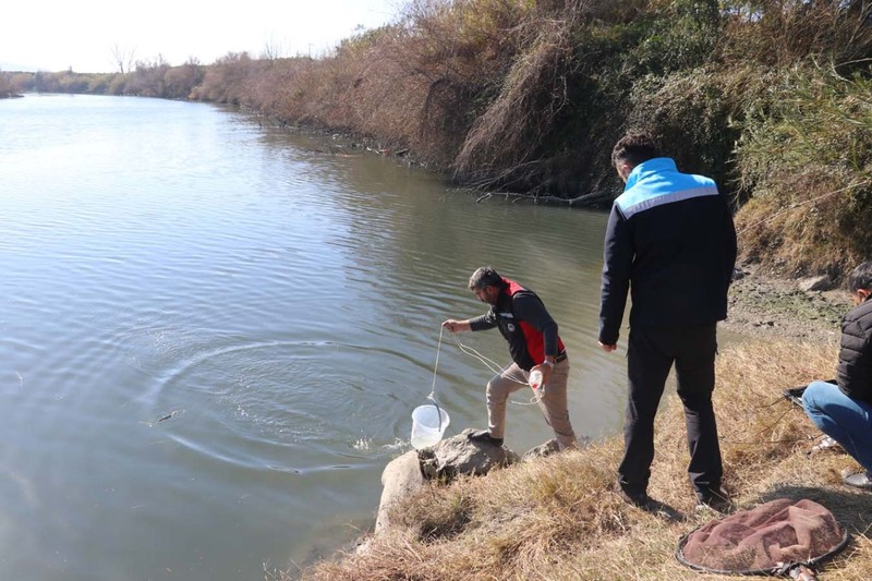 Adana'da Ceyhan Nehri'nde yüzlercesi kıyıya vurmuştu. İnceleme başlatıldı - Resim: 3