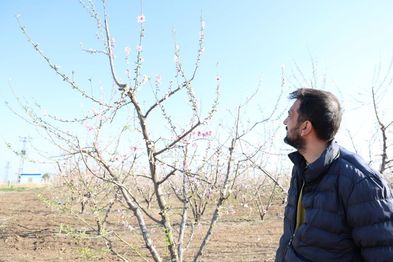 Adana'dan Türkiye'ye yüzde 80 felaket haberi. Şeftali ağacına bakmaya giden vatandaşın ağacın üzerinde karşılaştığı manzarayla elleri zangır zangır titredi - Resim: 2