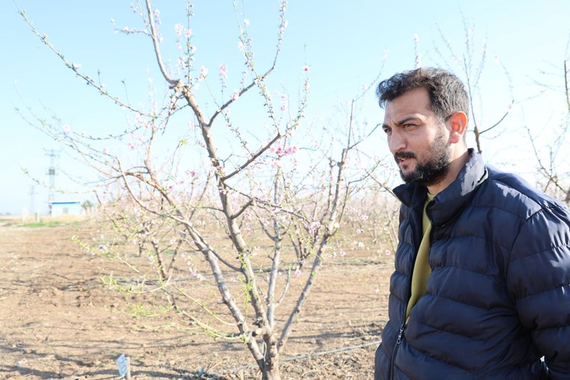 Adana'dan Türkiye'ye yüzde 80 felaket haberi. Şeftali ağacına bakmaya giden vatandaşın ağacın üzerinde karşılaştığı manzarayla elleri zangır zangır titredi - Resim: 6