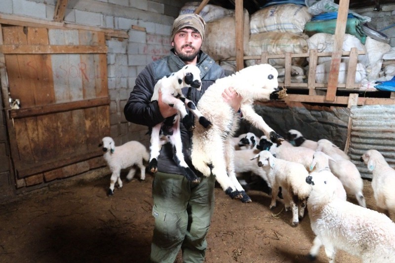 Erzincan'da çobanlar, köye 5 kilometre mesafedeki çiftlikte ahırda koyunlar varken nöbet tutmaya başladı. Sabaha kadar 1 adım bile atmıyorlar - Resim: 1