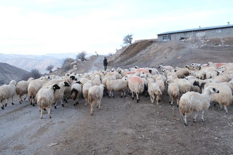 Erzincan'da çobanlar, köye 5 kilometre mesafedeki çiftlikte ahırda koyunlar varken nöbet tutmaya başladı. Sabaha kadar 1 adım bile atmıyorlar - Resim: 2