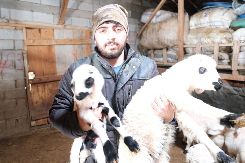 Erzincan'da çobanlar, köye 5 kilometre mesafedeki çiftlikte ahırda koyunlar varken nöbet tutmaya başladı. Sabaha kadar 1 adım bile atmıyorlar - Resim: 3