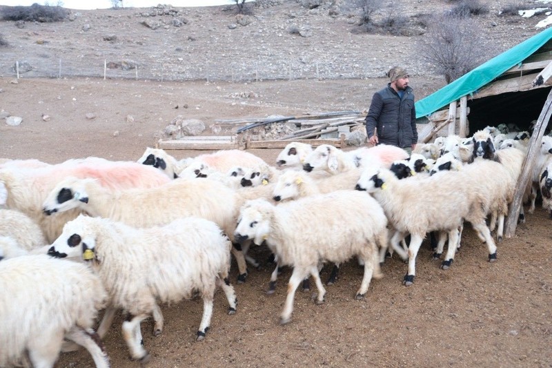 Erzincan'da çobanlar, köye 5 kilometre mesafedeki çiftlikte ahırda koyunlar varken nöbet tutmaya başladı. Sabaha kadar 1 adım bile atmıyorlar - Resim: 4