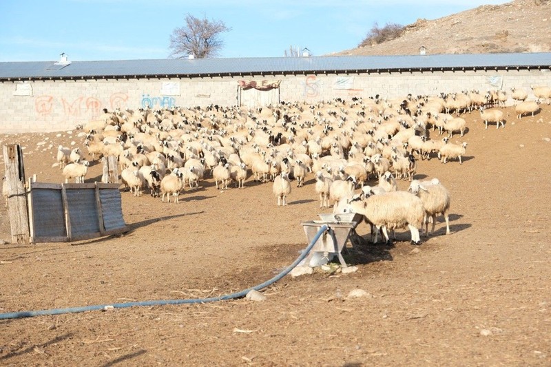 Erzincan'da çobanlar, köye 5 kilometre mesafedeki çiftlikte ahırda koyunlar varken nöbet tutmaya başladı. Sabaha kadar 1 adım bile atmıyorlar - Resim: 5