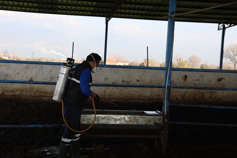 Aydın'da o hayvan yazın 1000'lerce ile Türkiye'de istilaya geçecekti. Ekipler daha yaz gelmeden hayvanı şimdilik yok etti - Resim: 2