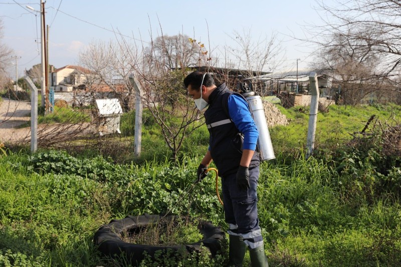 Aydın'da o hayvan yazın 1000'lerce ile Türkiye'de istilaya geçecekti. Ekipler daha yaz gelmeden hayvanı şimdilik yok etti - Resim: 3