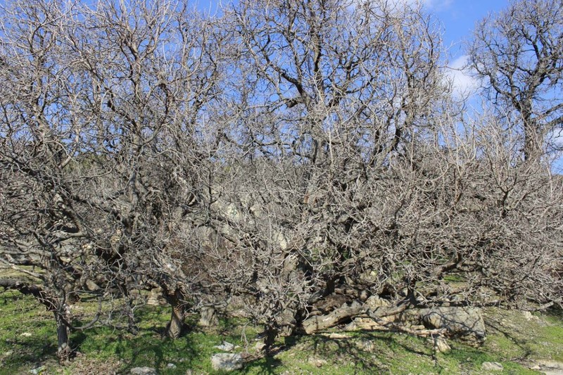 Yozgat'ta 2 bin 600 yıldan bu yana durmadan aynı işlemi yapıyor. Yanına gidenler iyice yaklaşınca şaşkınlığını gizleyemiyor - Resim: 6