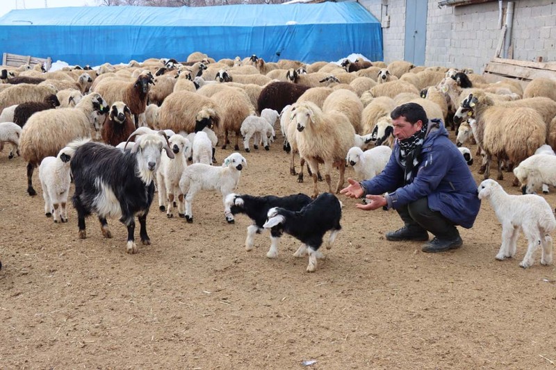 Erzincan'da çobanlar 1000'lerce koyunun yer aldığı ahırlarda tek tek nöbet tutmaya başladı. İçeriye görevlilerden başka 1 kişi bile giremiyor. Tek bir neden var - Resim: 2