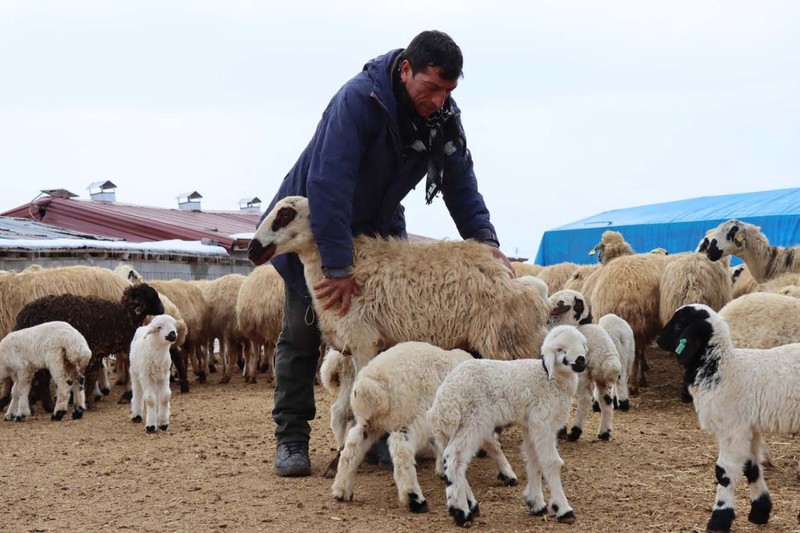 Erzincan'da çobanlar 1000'lerce koyunun yer aldığı ahırlarda tek tek nöbet tutmaya başladı. İçeriye görevlilerden başka 1 kişi bile giremiyor. Tek bir neden var - Resim: 3