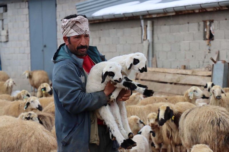 Erzincan'da çobanlar 1000'lerce koyunun yer aldığı ahırlarda tek tek nöbet tutmaya başladı. İçeriye görevlilerden başka 1 kişi bile giremiyor. Tek bir neden var - Resim: 4