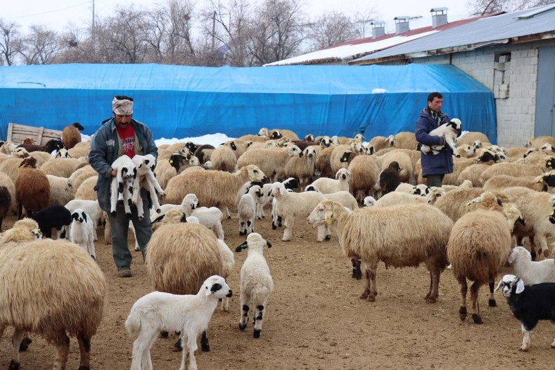 Erzincan'da çobanlar 1000'lerce koyunun yer aldığı ahırlarda tek tek nöbet tutmaya başladı. İçeriye görevlilerden başka 1 kişi bile giremiyor. Tek bir neden var - Resim: 5