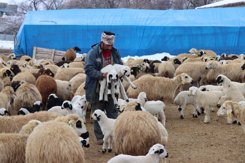 Erzincan'da çobanlar 1000'lerce koyunun yer aldığı ahırlarda tek tek nöbet tutmaya başladı. İçeriye görevlilerden başka 1 kişi bile giremiyor. Tek bir neden var - Resim: 6