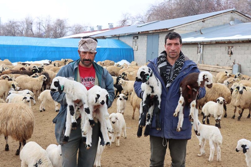 Erzincan'da çobanlar 1000'lerce koyunun yer aldığı ahırlarda tek tek nöbet tutmaya başladı. İçeriye görevlilerden başka 1 kişi bile giremiyor. Tek bir neden var - Resim: 7