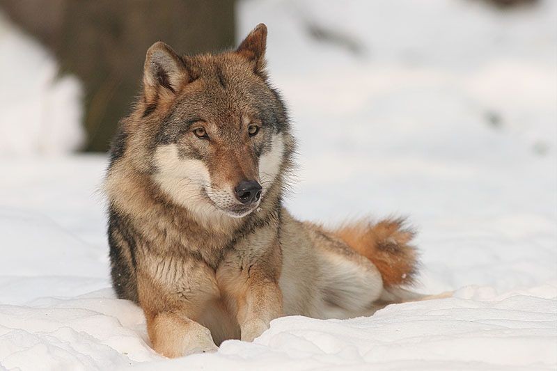 Isparta'da koyun ve keçi sürüleri için büyük tehlike! Çobanlar endişe içinde acil çözüm bekliyor - Resim: 3