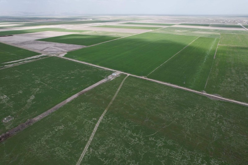 Türkiye'nin tahıl ambarı Konya'dan kötü haber! Uzmanlardan çiftçilere hayat kurtaracak uyarı ve tavsiyeler geldi - Resim: 3