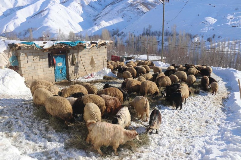 Türkiye'nin en fazla kar yağan ili Bitlis'te besicilerin zorlu mesaisi! Her gün yüzlerce koyunu beslemek için bunu yapmak zorundalar - Resim: 2