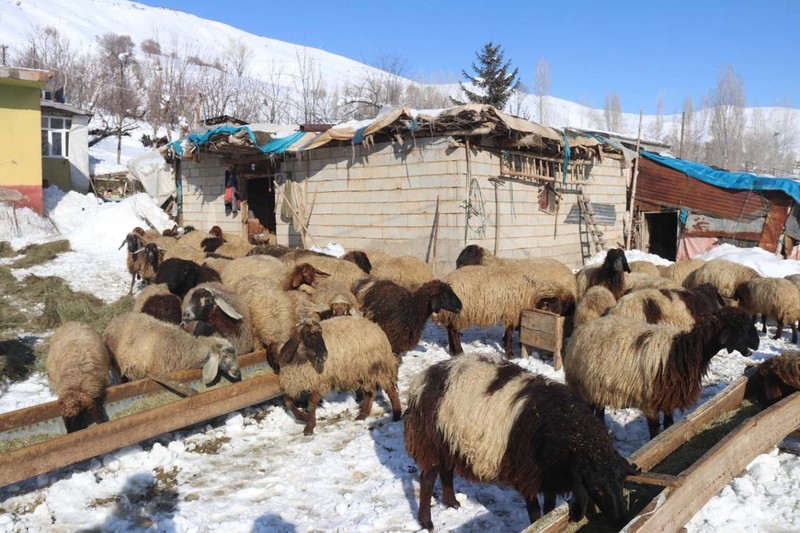 Türkiye'nin en fazla kar yağan ili Bitlis'te besicilerin zorlu mesaisi! Her gün yüzlerce koyunu beslemek için bunu yapmak zorundalar - Resim: 6