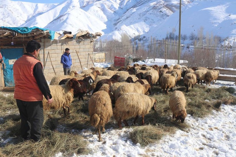 Türkiye'nin en fazla kar yağan ili Bitlis'te besicilerin zorlu mesaisi! Her gün yüzlerce koyunu beslemek için bunu yapmak zorundalar - Resim: 8