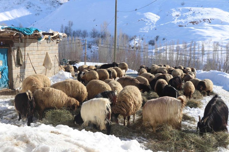 Türkiye'nin en fazla kar yağan ili Bitlis'te besicilerin zorlu mesaisi! Her gün yüzlerce koyunu beslemek için bunu yapmak zorundalar - Resim: 9