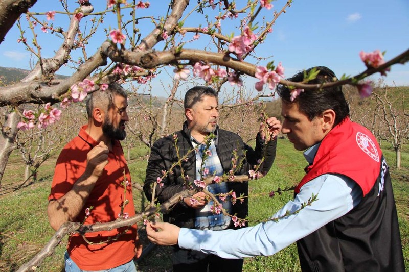 Amasya'da 400 tane ağacını teker teker dondurmuştu. Ağaçlara bakmaya giden çiftçi inanılmaz manzarayı gördü. Yüzde 80 gerçekleşti - Resim: 3