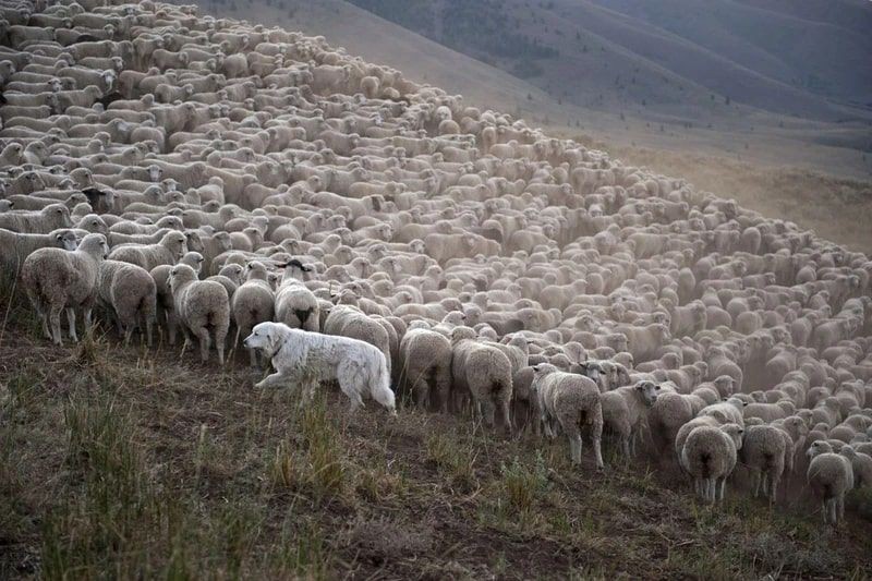Bayburt'ta 100'lercesinin zorlu göç yolculuğu başladı! 4 ay boyunca orada olacaklar - Resim: 2