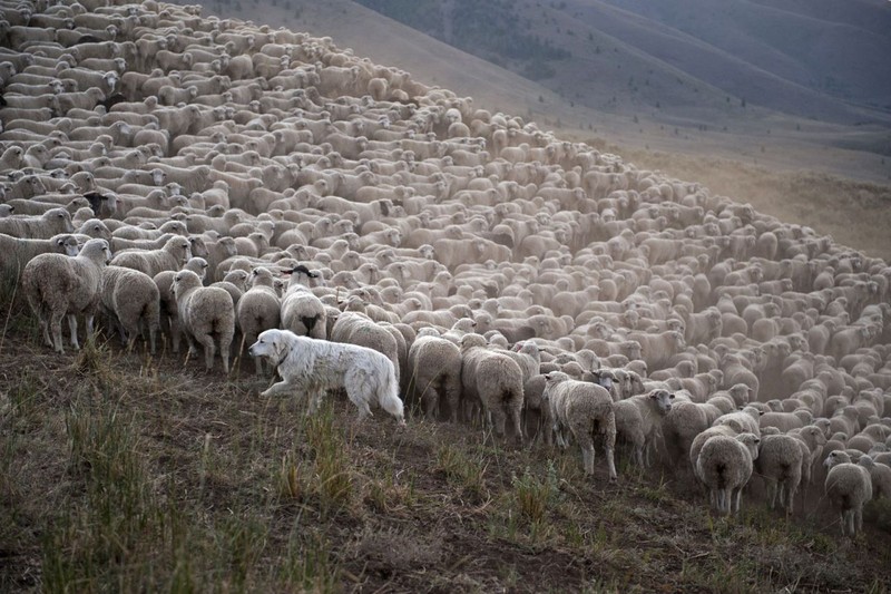 Ağrı’da 300 tane koyun bir anda ortadan yok olmuştu. Bitlis’te jandarma ekipleri 3 tane tırın kapısını açınca gördüğü manzara ile hemen harekete geçti - Resim: 3