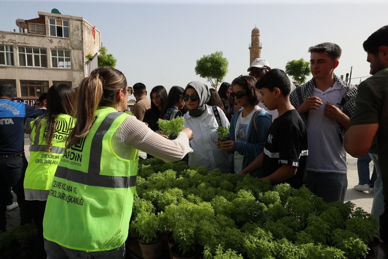 Mardin'de doğadan teker teker getirilen 60.000 tanesi 0 karşılık ile dağıtıldı. Vatandaş kapış kapış alıp götürdü - Resim: 1