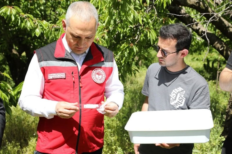 Manisa’da 3000 tanesi doğaya salındı! 3000 tanesinin tek 1 görevi var 300.000 tane ile çoğalan hayvana kafa tutacak - Resim: 2
