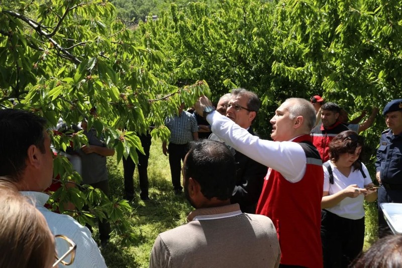 Manisa’da 3000 tanesi doğaya salındı! 3000 tanesinin tek 1 görevi var 300.000 tane ile çoğalan hayvana kafa tutacak - Resim: 4