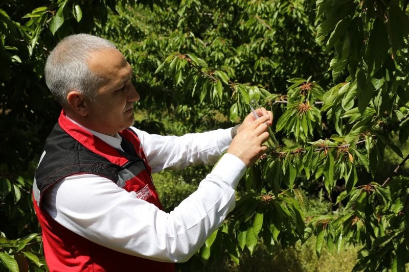 Manisa’da 3000 tanesi doğaya salındı! 3000 tanesinin tek 1 görevi var 300.000 tane ile çoğalan hayvana kafa tutacak - Resim: 6