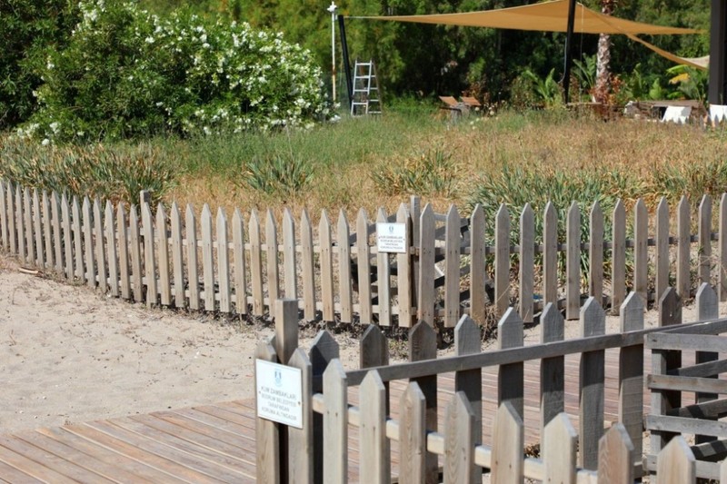 Bodrum’da 1 tanesi bile doğada çok kıymetli. Çocuklara bile tanıtıldı. Dokunan 387 bin 141'i feda edecek - Resim: 3