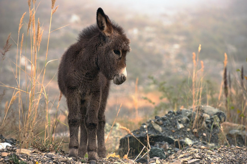 Doğada 5 yıl önce kaybolan eşeğini 5 yıl sonra ormanda yeniden gördü. 5 yıl sonra fark ettiği detayla birlikte resmen şaşkınlıktan titredi - Resim: 4