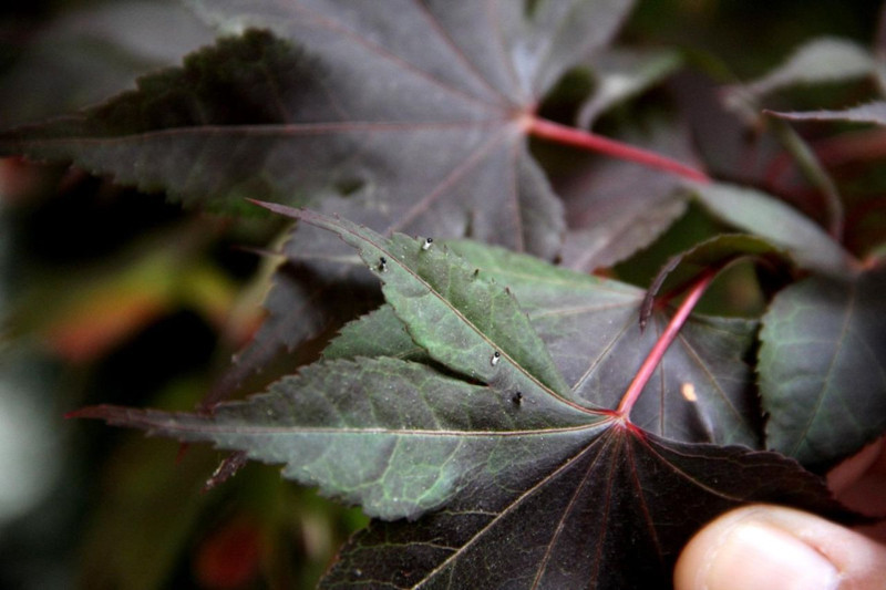 Yalova'da haftada 300.000 ile çoğalma potansiyeli olan istilacı hayvana karşı harekete geçildi. 10 bin 24 tanesi doğaya ona karşı salındı - Resim: 2