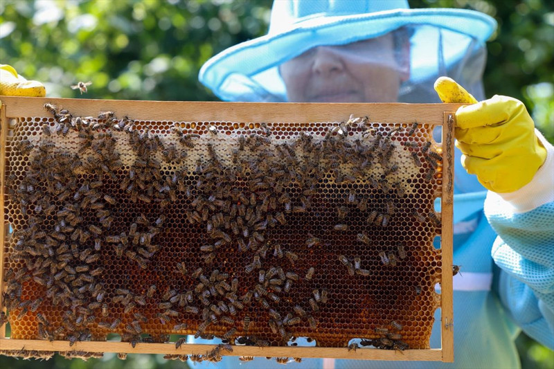 İstanbul’dan Sakarya’ya taşınıp arıcılığa başlayan çift kestane balı üretimiyle markalaşmayı hedefliyor - Resim: 2