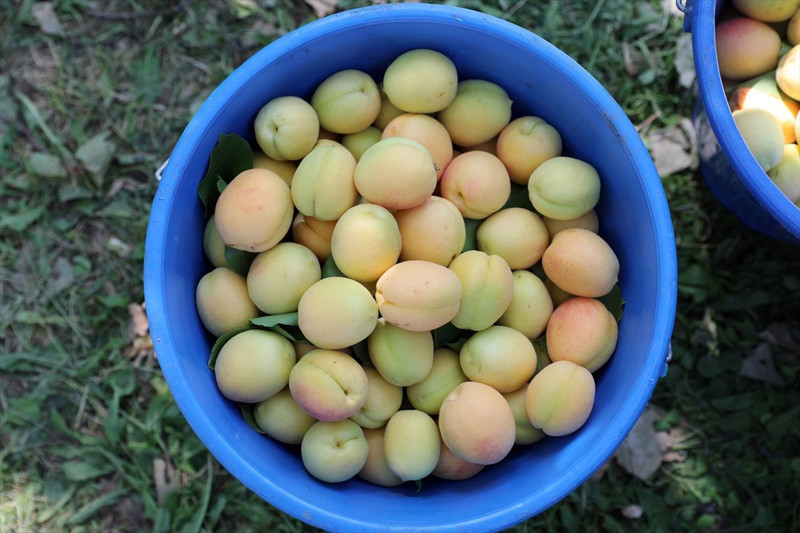 Iğdır’da başlayan kayısı hasadında 40 bin tonun üzerinde rekolte bekleniyor. Üreticiler, kayısıları ihraç etmeyi hedefliyor - Resim: 1