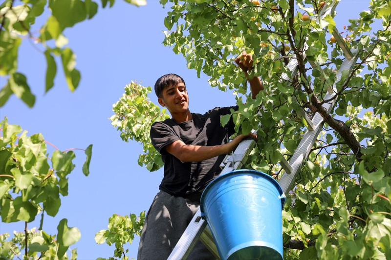 Iğdır’da başlayan kayısı hasadında 40 bin tonun üzerinde rekolte bekleniyor. Üreticiler, kayısıları ihraç etmeyi hedefliyor - Resim: 4