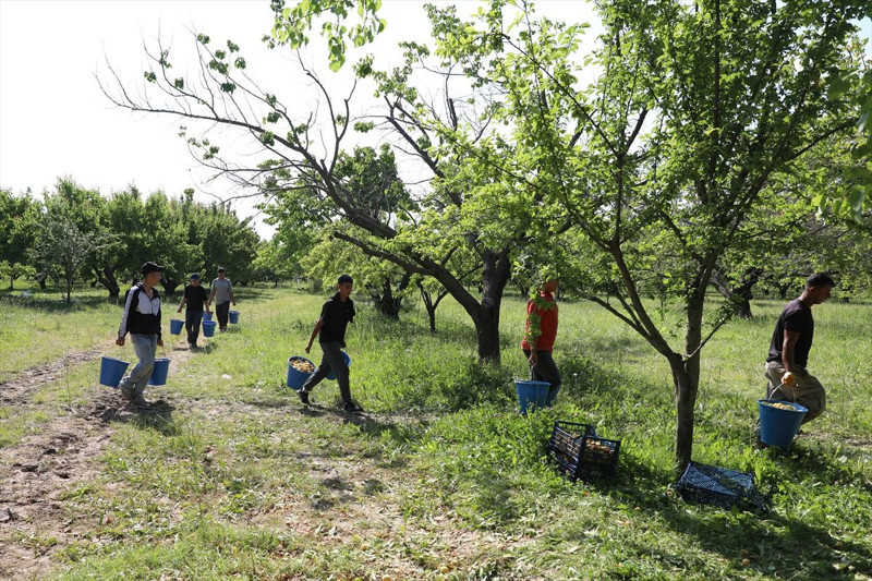 Iğdır’da başlayan kayısı hasadında 40 bin tonun üzerinde rekolte bekleniyor. Üreticiler, kayısıları ihraç etmeyi hedefliyor - Resim: 2