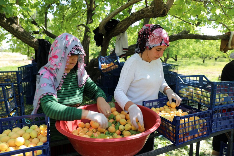Iğdır’da başlayan kayısı hasadında 40 bin tonun üzerinde rekolte bekleniyor. Üreticiler, kayısıları ihraç etmeyi hedefliyor - Resim: 6