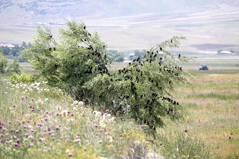 Muş'tan 1000'lercesi akın akın Türkiye'ye giriş yaptı... Muş'tan çıkıp Afrika'ya doğru hep birlikte hücum edecekler - Resim: 6