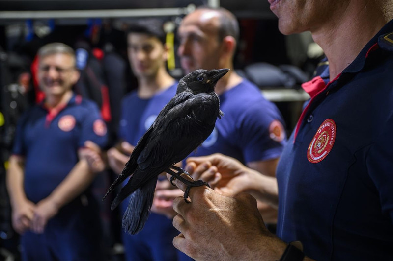 Yavruyken kurtarılan hayvan, İstanbul İtfaiyesi’nin bir parçası oldu - Resim: 1