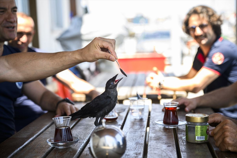 Yavruyken kurtarılan hayvan, İstanbul İtfaiyesi’nin bir parçası oldu - Resim: 7