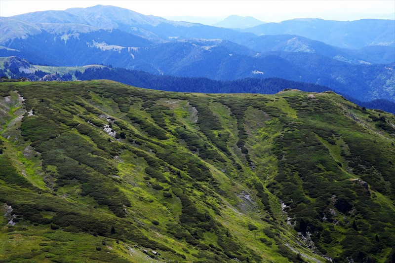 Ilgaz Dağı'nda bahar yeni yaşanmaya başladı, çiçekler renk cümbüşü oluşturdu - Resim: 5