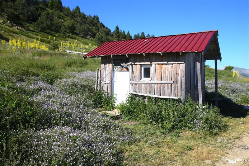 Ilgaz Dağı'nda bahar yeni yaşanmaya başladı, çiçekler renk cümbüşü oluşturdu - Resim: 10