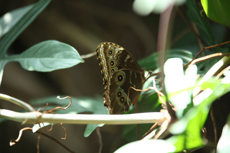 Konya Tropikal Kelebek Bahçesi 3,7 milyon ziyaretçiyi ağırladı - Resim: 9