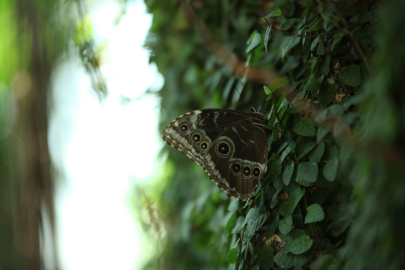 Konya Tropikal Kelebek Bahçesi 3,7 milyon ziyaretçiyi ağırladı - Resim: 2