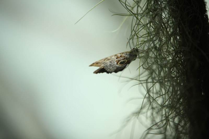 Konya Tropikal Kelebek Bahçesi 3,7 milyon ziyaretçiyi ağırladı - Resim: 1