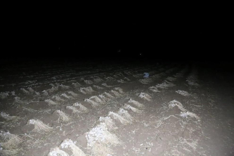 "Beyaz altın"a gece mesaisi: Kilosu 250 lirayı buluyor! Çiftçiler gece boyu nöbet tutuyor - Resim: 1